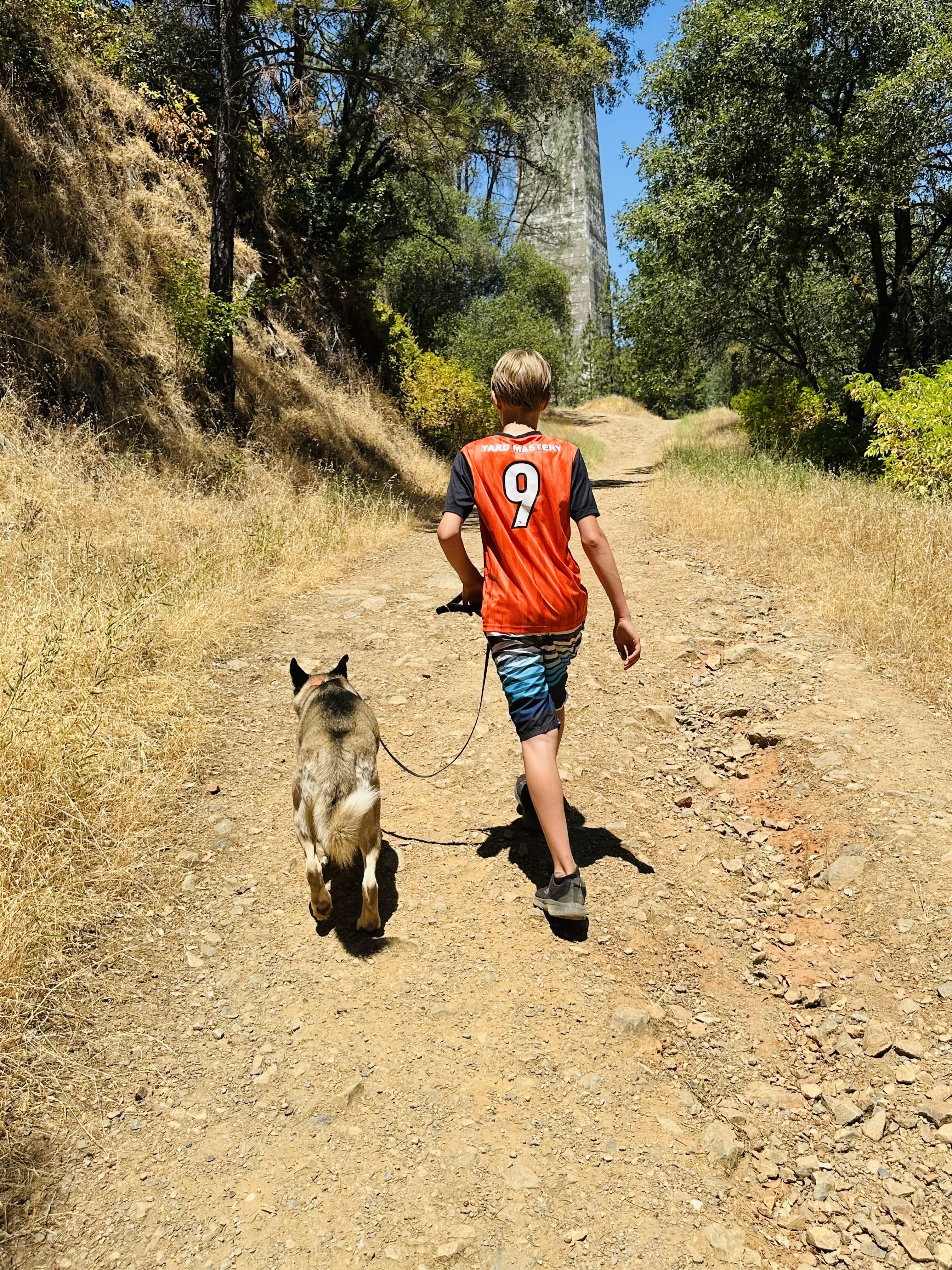 Arlo, a Adoptable mixed breed in Truckee, CA image 3/6