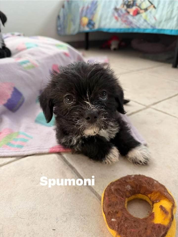 Spumoni, Adoptable, Puppy Male Border Terrier & Petit Basset Griffon Vendeen.