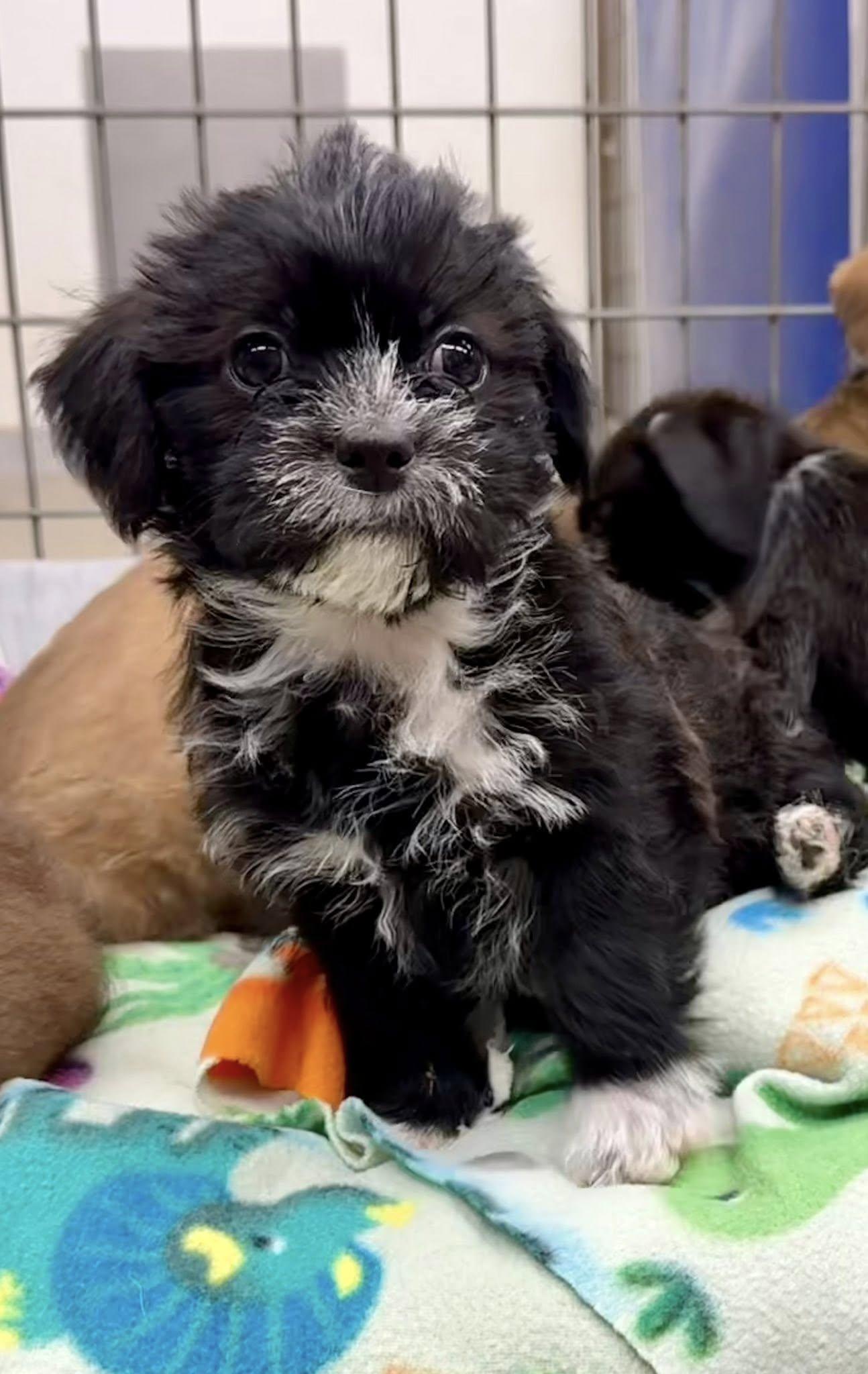 Spumoni, Adoptable, Puppy Male Border Terrier & Petit Basset Griffon Vendeen.