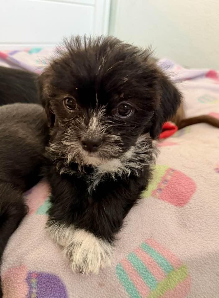 Enlarge Spumoni, a Adoptable mixed breed in Phoenix, AZ image 2/2