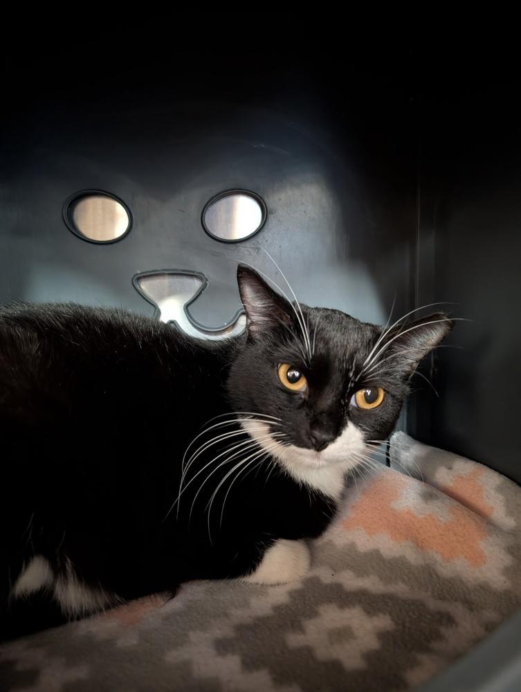 Carry, Adoptable, Adult Female Domestic Short Hair.