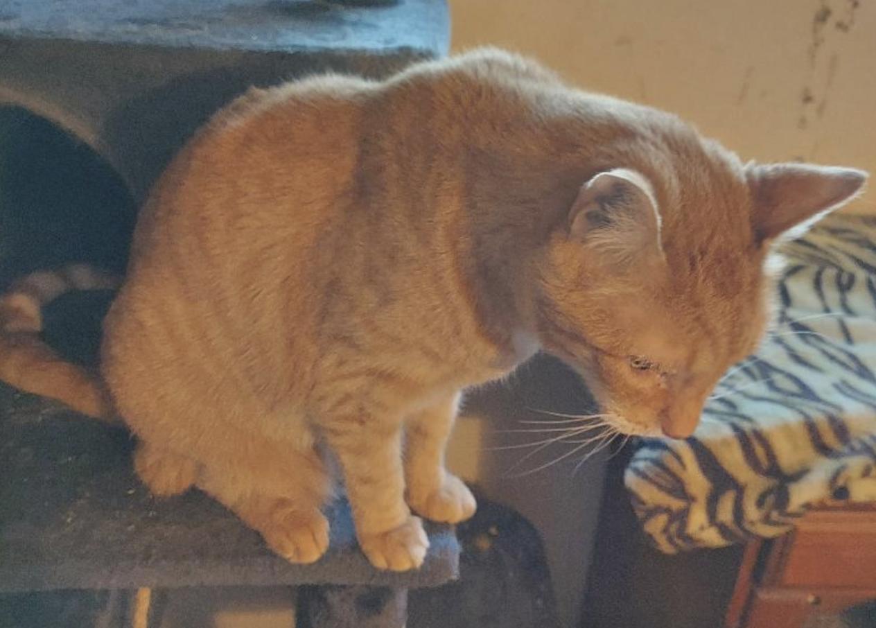 Enlarge Rufus and Jackie, a Adoptable Domestic Short Hair in Novato, CA image 3/6