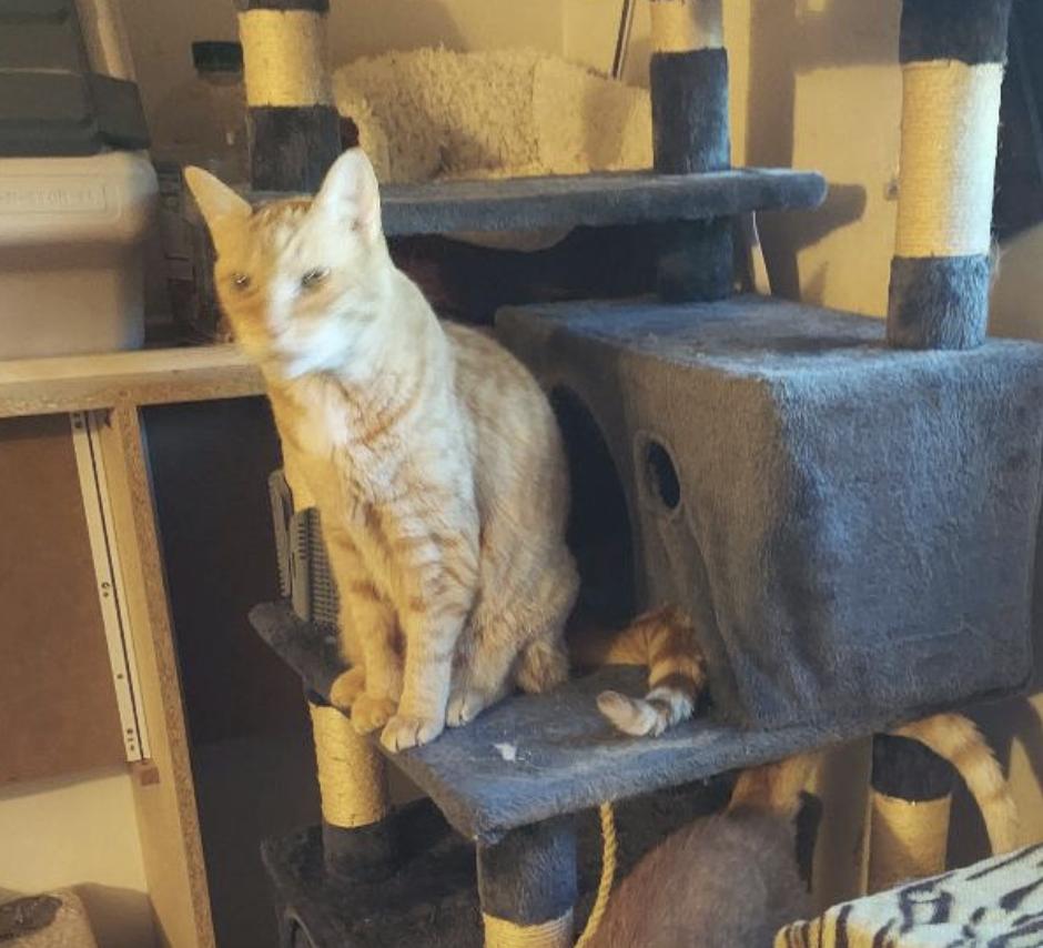 Enlarge Rufus and Jackie, a Adoptable Domestic Short Hair in Novato, CA image 6/6