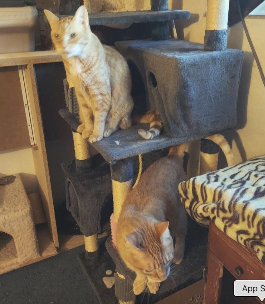 Enlarge Rufus and Jackie, a Adoptable Domestic Short Hair in Novato, CA image 2/6