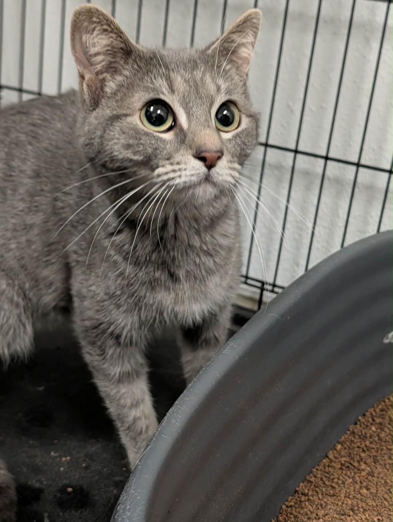 Possum, Adopted, Adult Female Tabby.