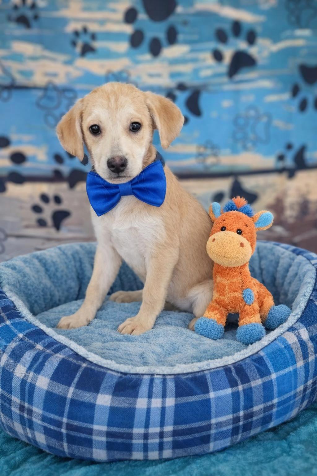 Iggy, a Adopted mixed breed in Mount Laurel, NJ image 2/3