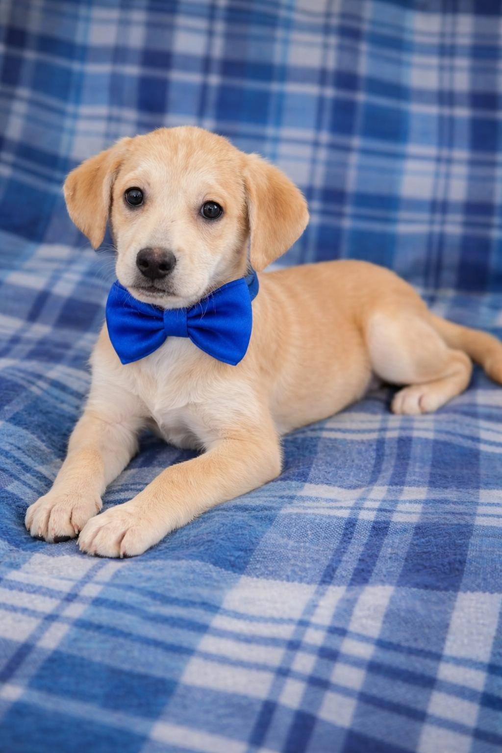 Iggy, a Adopted mixed breed in Mount Laurel, NJ image 3/3