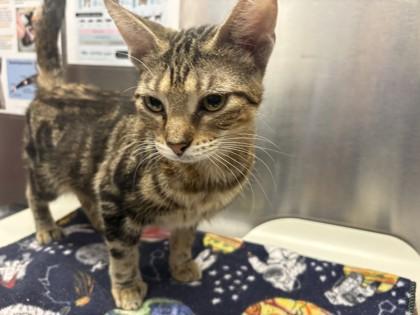 Jasmine, Adoptable, Adult Female Domestic Short Hair & Domestic Short Hair.