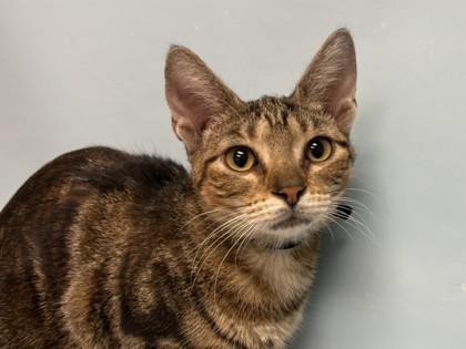 Enlarge Jasmine, a Adoptable mixed breed in Woodbury, MN image 2/2