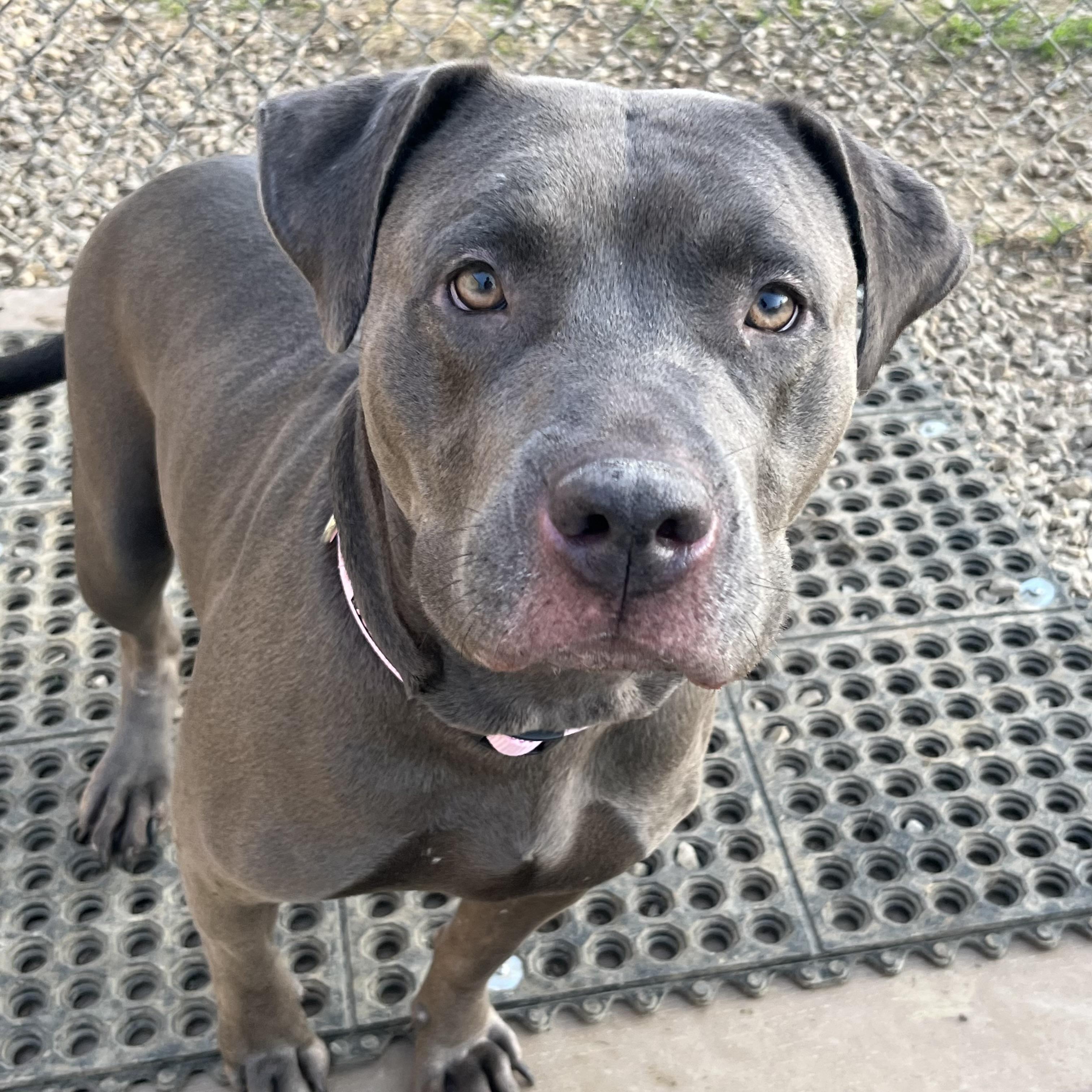 Blu, an adoptable Mixed Breed in Dubuque, IA, 52003 | Photo Image 2