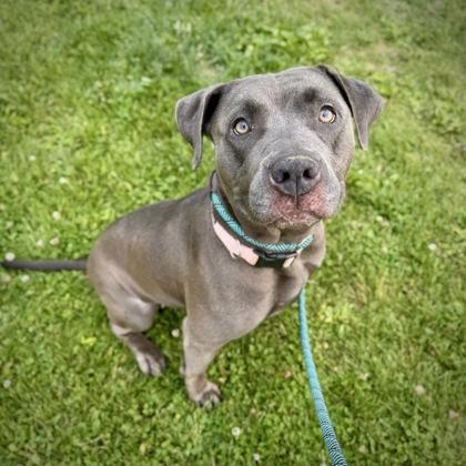 Blu, Adoptable, Adult Female Mixed Breed.
