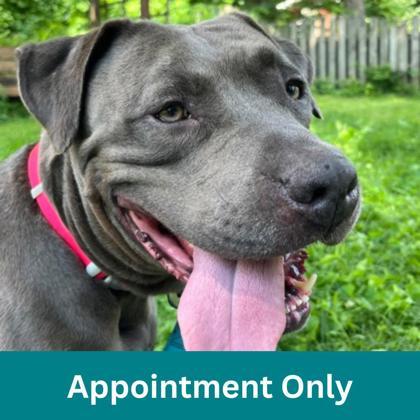 Blu, a Adoptable mixed breed in Dubuque, IA image 1/3