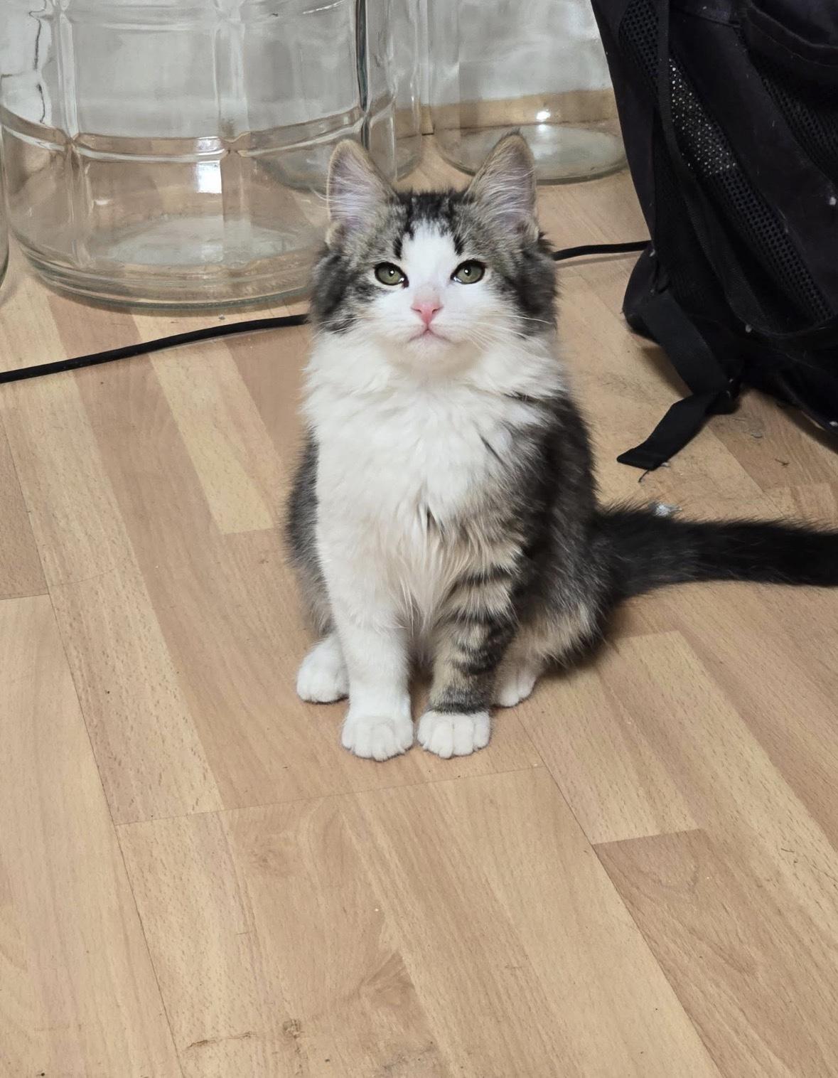 Dewey, adopted, Young Male Domestic Long Hair.