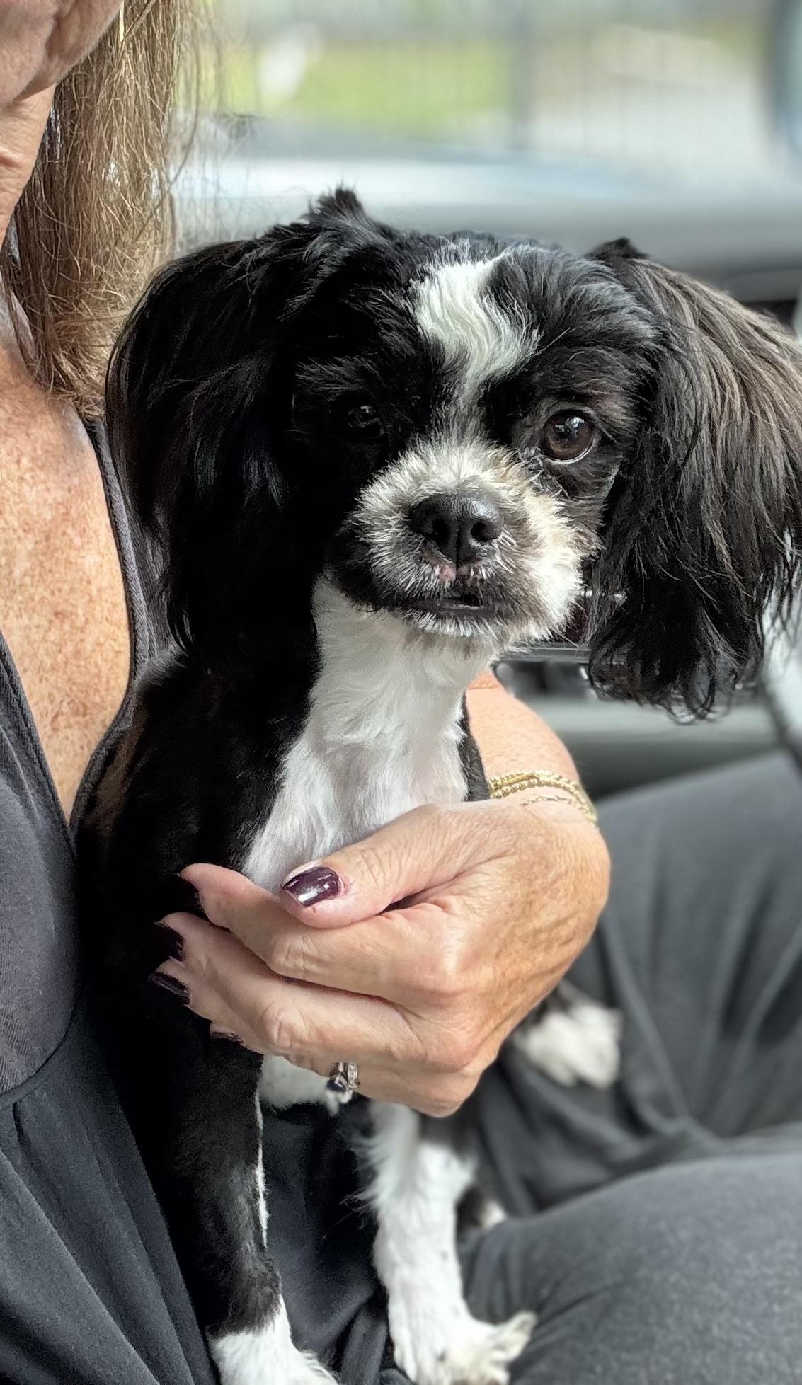 Fiona - "Fifi", ADOPTABLE, Puppy Female Shih Tzu.