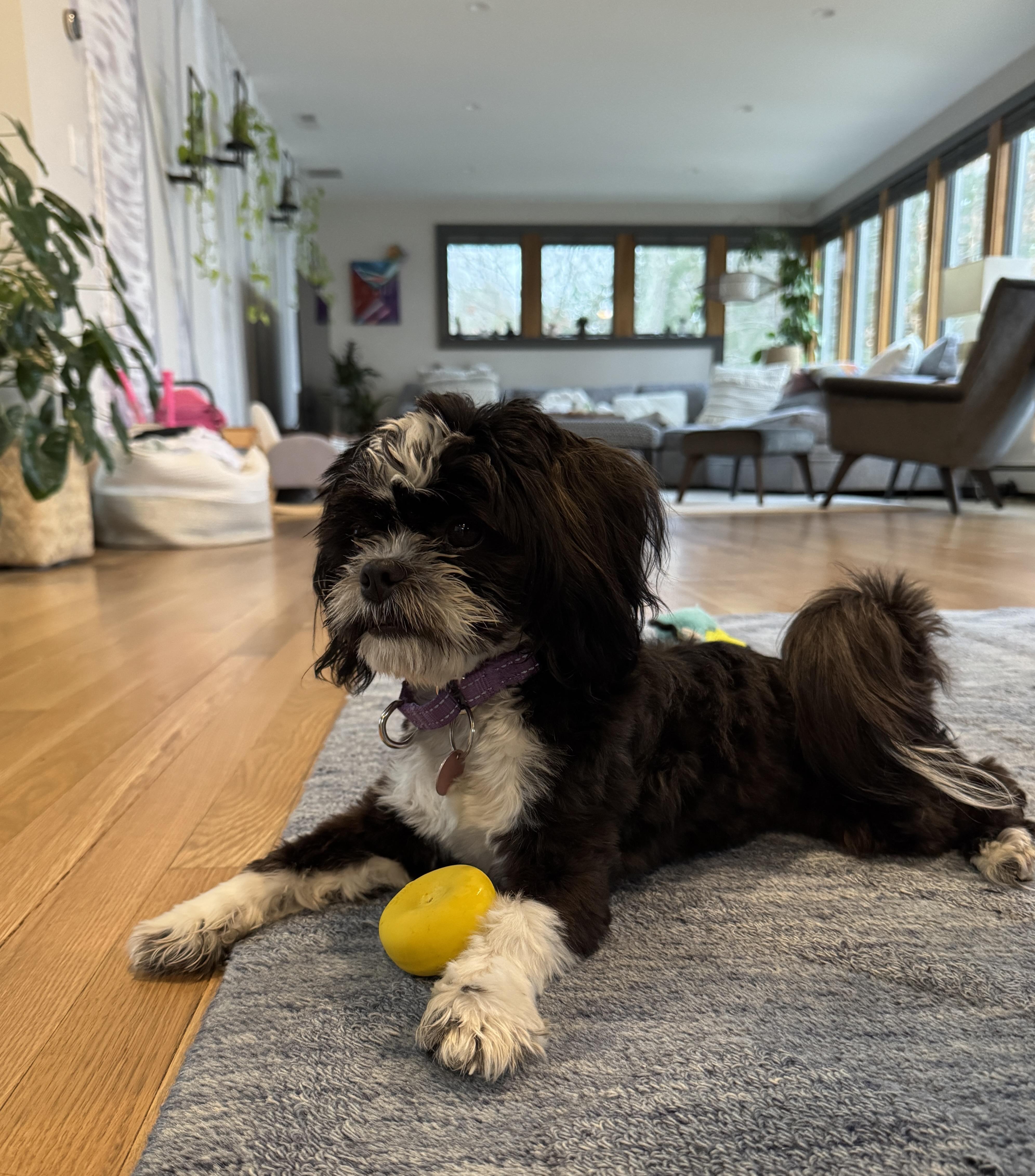 Fiona - "Fifi", adoptable, Puppy Female Shih Tzu.