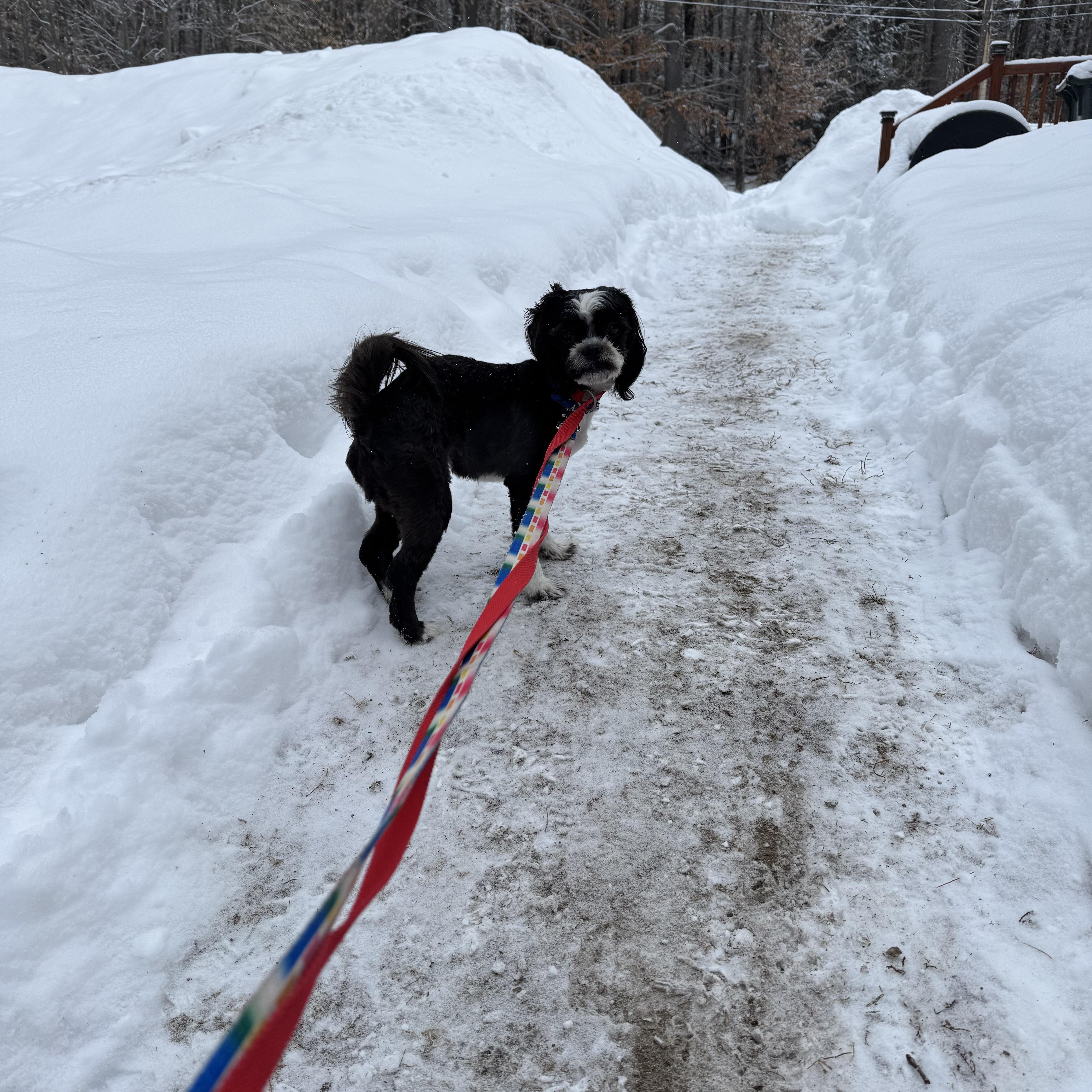 Enlarge Fiona - "Fifi", a ADOPTABLE mixed breed in Weare, NH image 5/5