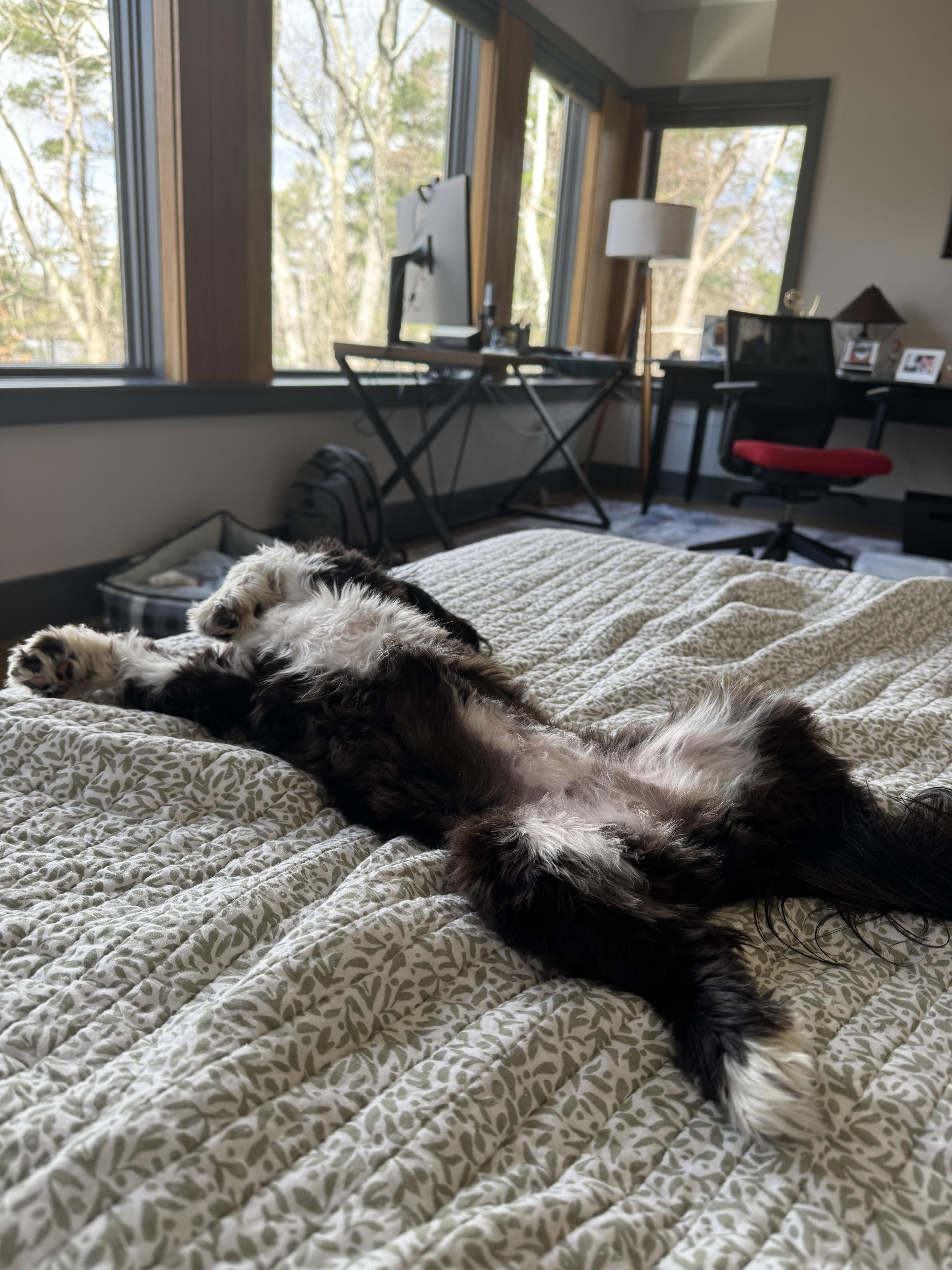 Enlarge Fiona - "Fifi", an adoptable mixed breed in Weare, NH image 5/6