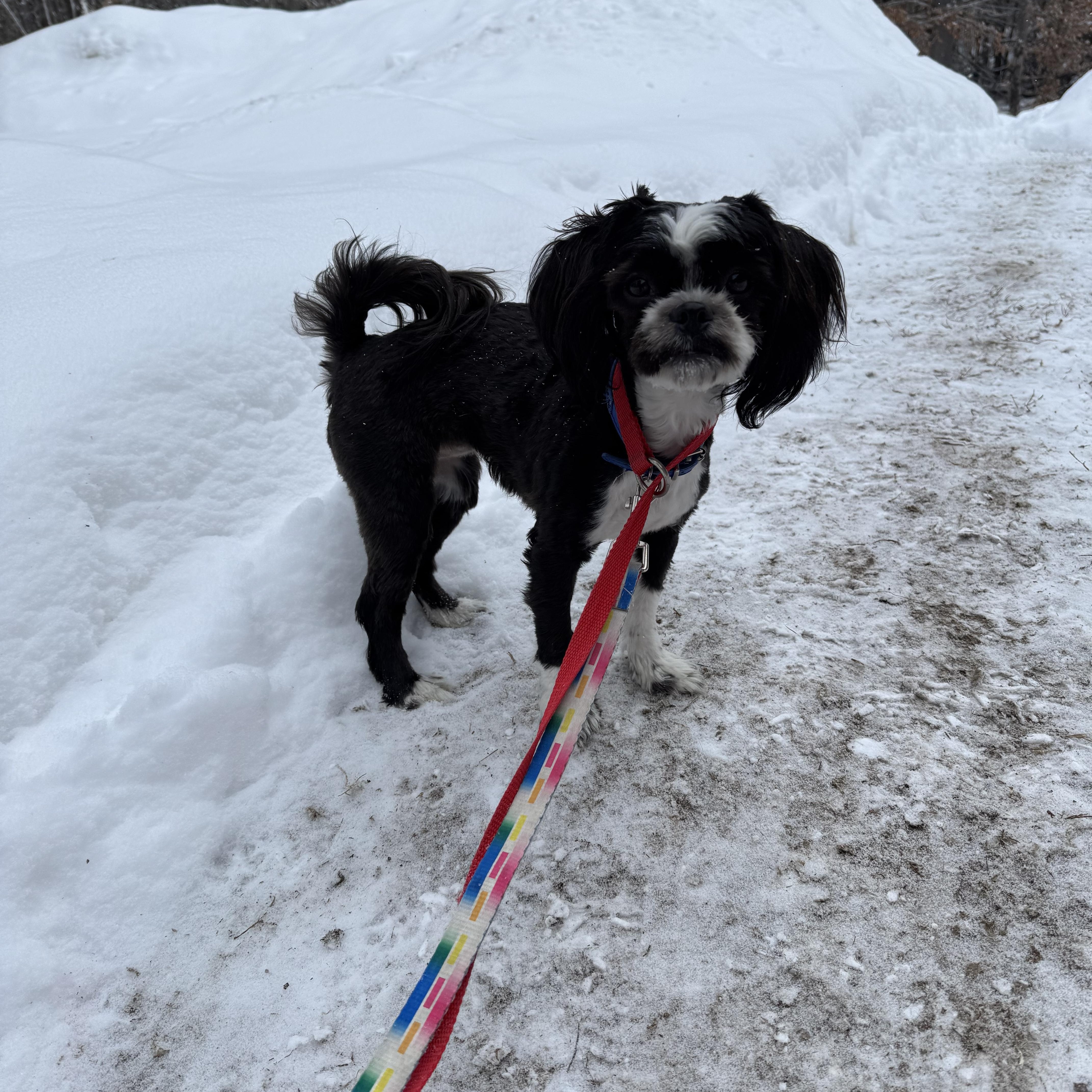 Enlarge Fiona - "Fifi", a ADOPTABLE mixed breed in Weare, NH image 3/5