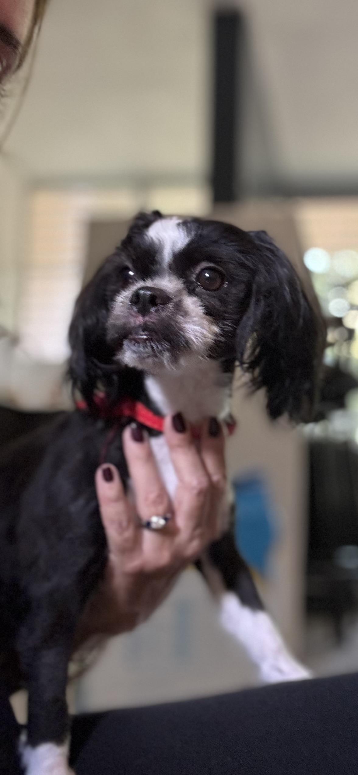 Enlarge Fiona - "Fifi", a ADOPTABLE mixed breed in Weare, NH image 4/5