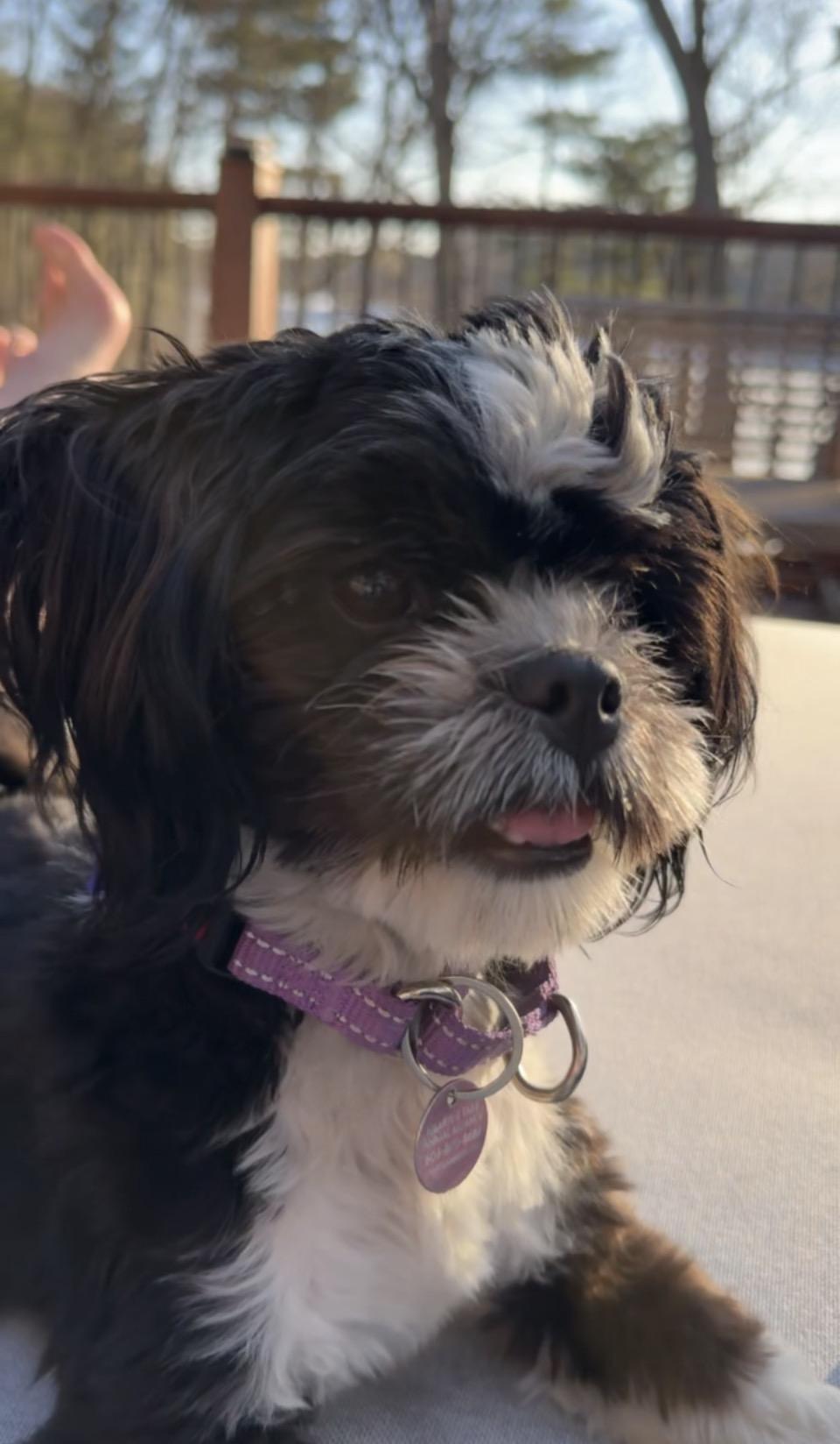 Enlarge Fiona - "Fifi", an adoptable mixed breed in Weare, NH image 6/6