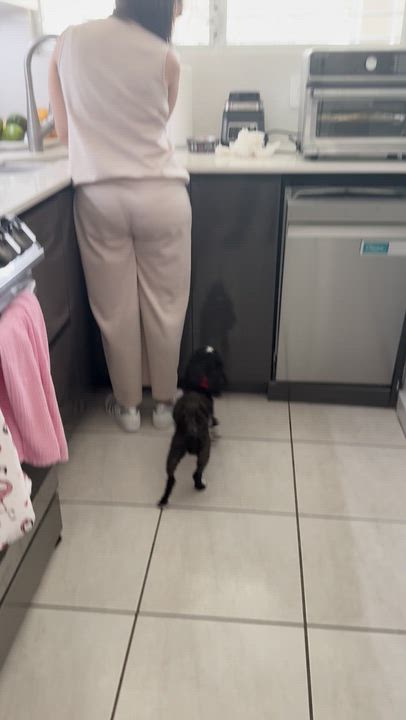 Enlarge Fiona - "Fifi", a ADOPTABLE mixed breed in Weare, NH video 2/5