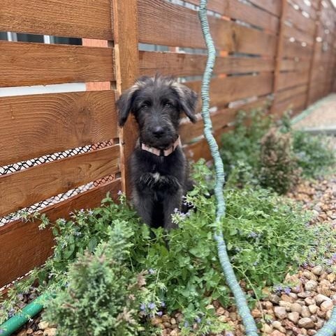 BARBARA, an adopted mixed breed in Loveland, CO image 4/5