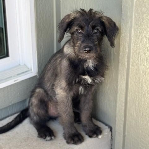 BARBARA, adopted, Puppy Female German Wirehaired Pointer.