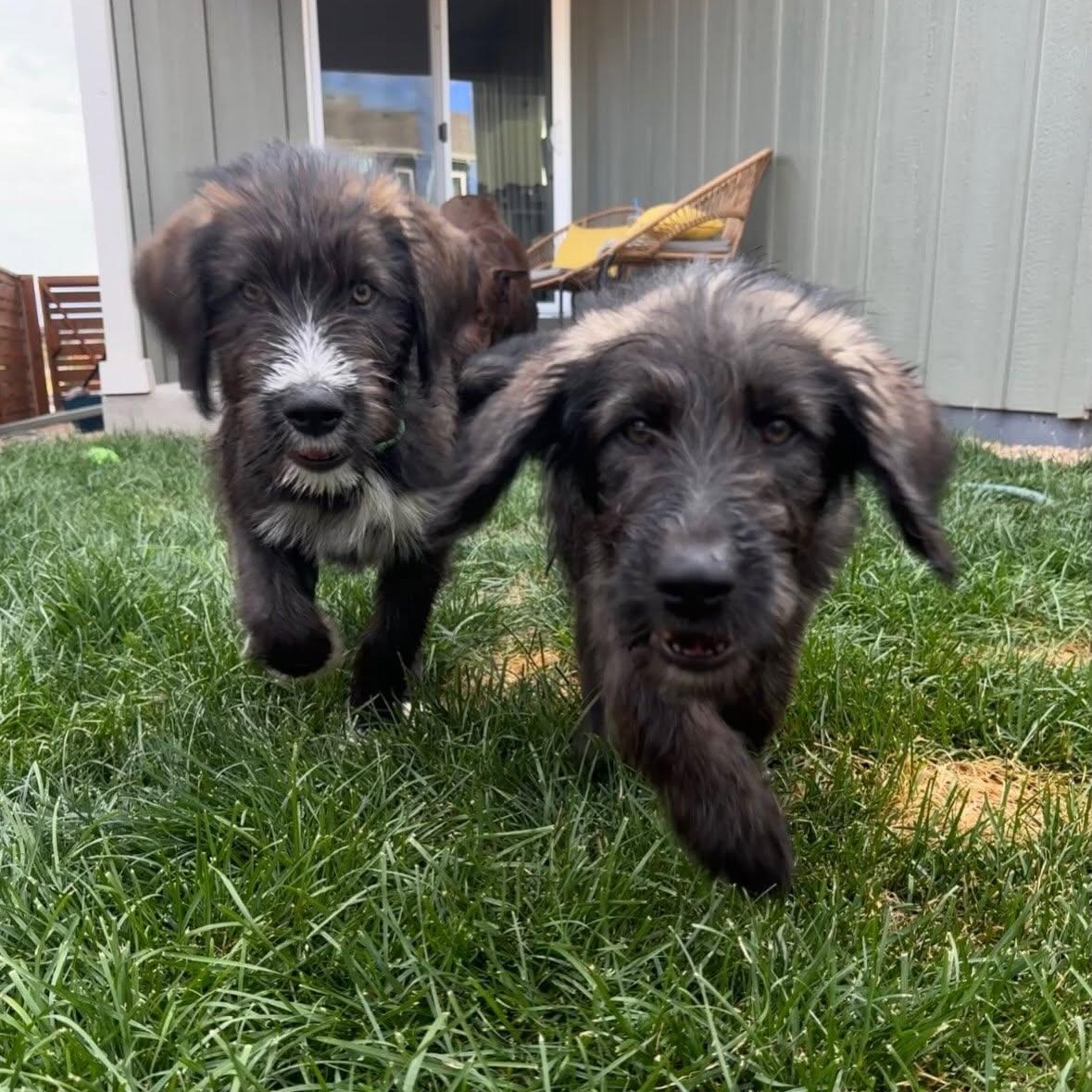 BARBARA, an adopted mixed breed in Loveland, CO image 5/5