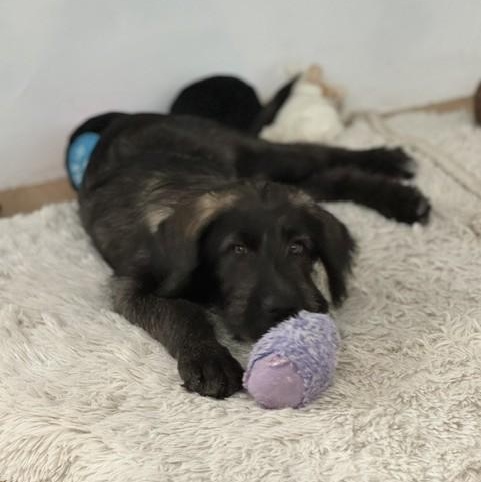 BARBARA, an adopted mixed breed in Loveland, CO image 2/5