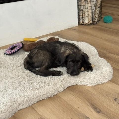 BARBARA, an adopted mixed breed in Loveland, CO image 3/5