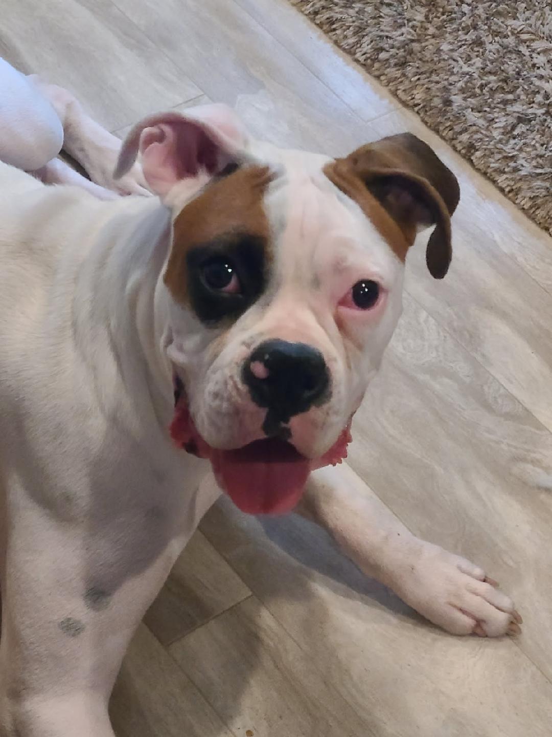 Enlarge Mia F25-012, a Adopted Boxer in Crestview, FL image 1/3