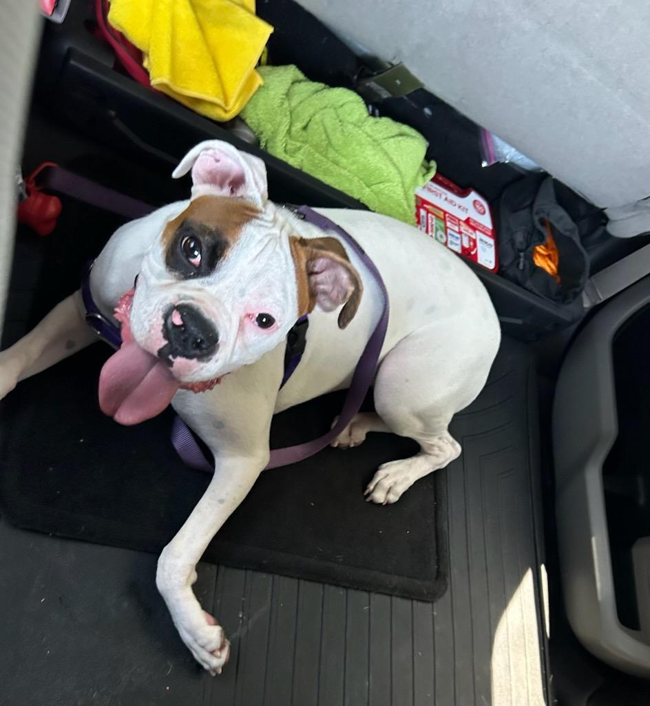 Enlarge Mia F25-012, a Adopted Boxer in Crestview, FL image 2/3