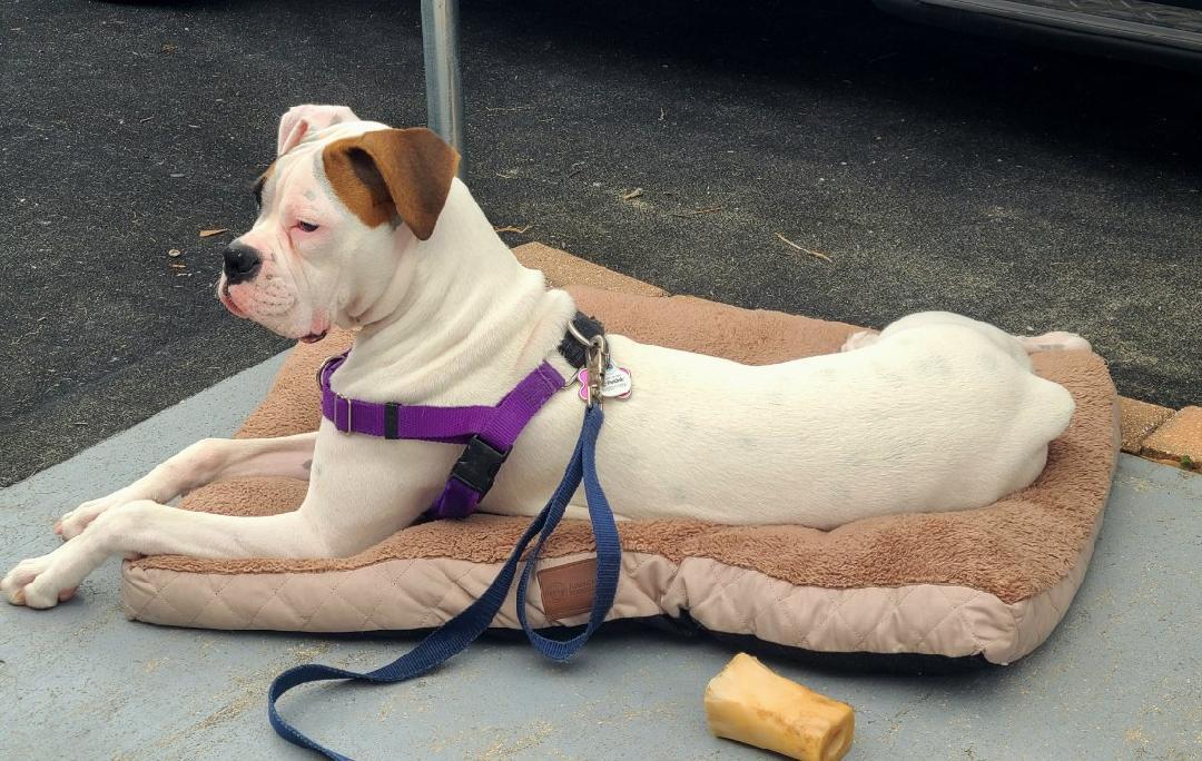 Enlarge Mia F25-012, a Adopted Boxer in Crestview, FL image 3/3