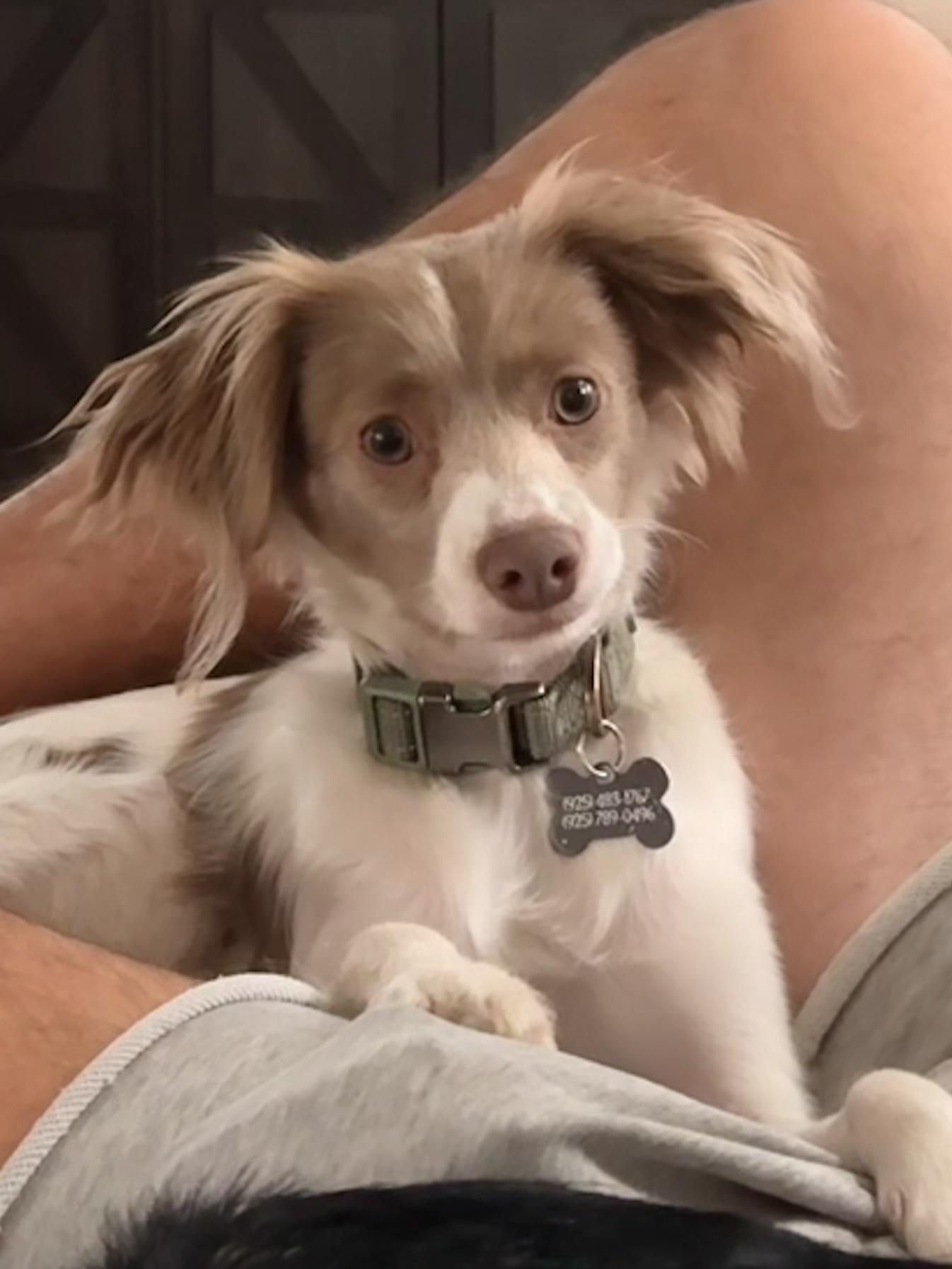 Lucky, a Adoptable mixed breed in Oakley, CA image 2/4