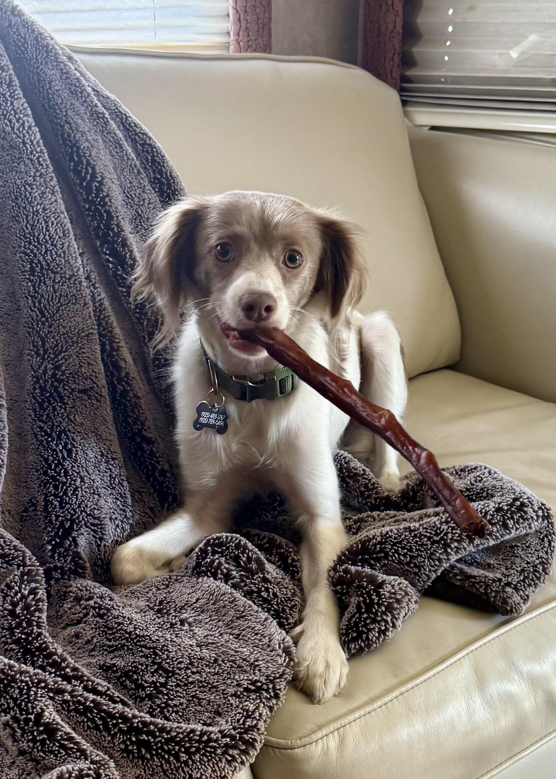 Lucky, a Adoptable mixed breed in Oakley, CA image 4/4