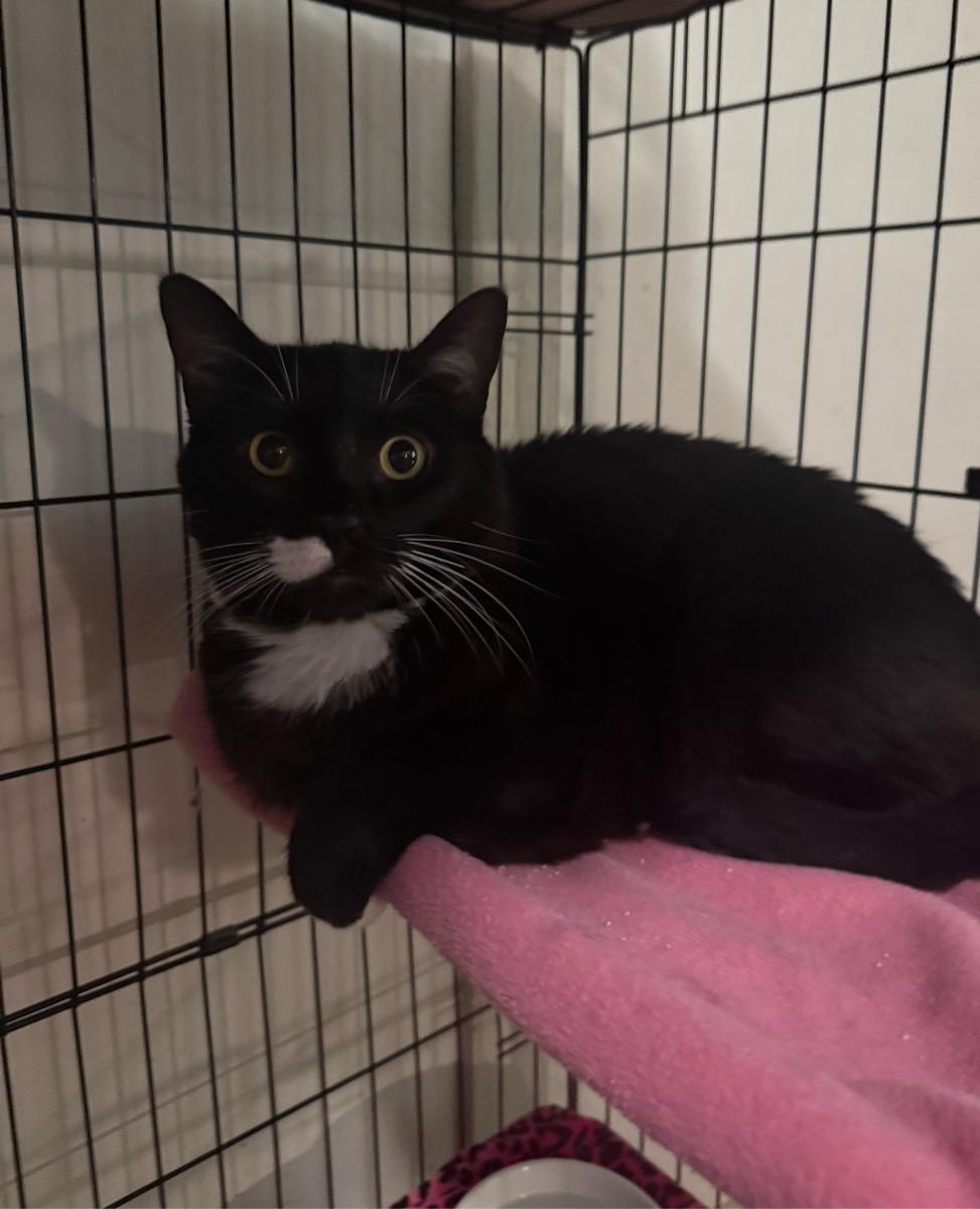 Lou, Adoptable, Adult Male Domestic Short Hair.