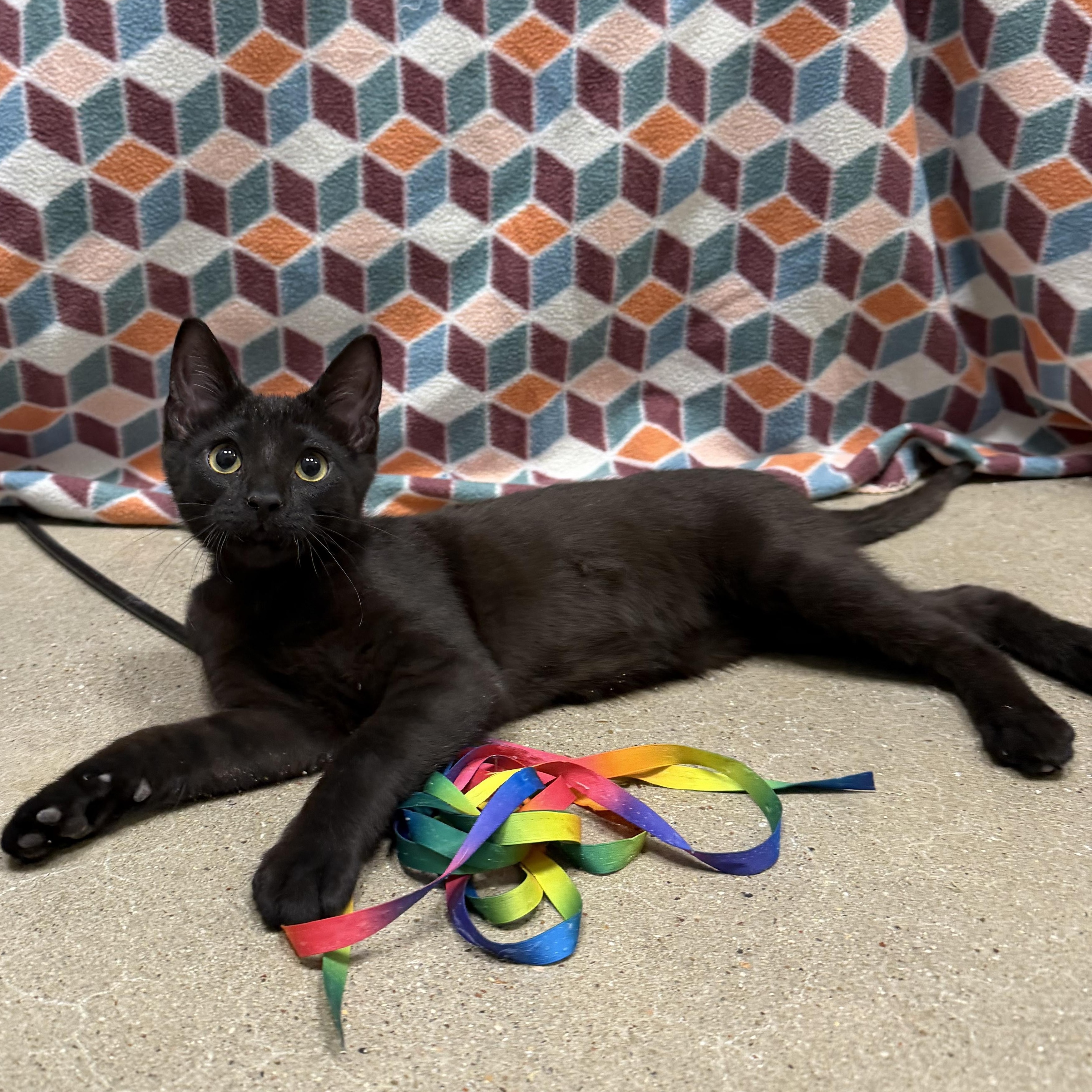 Enlarge Pedro - Riley Fuzzel Petsmart , an adopted Domestic Short Hair in Spring, TX image 3/3