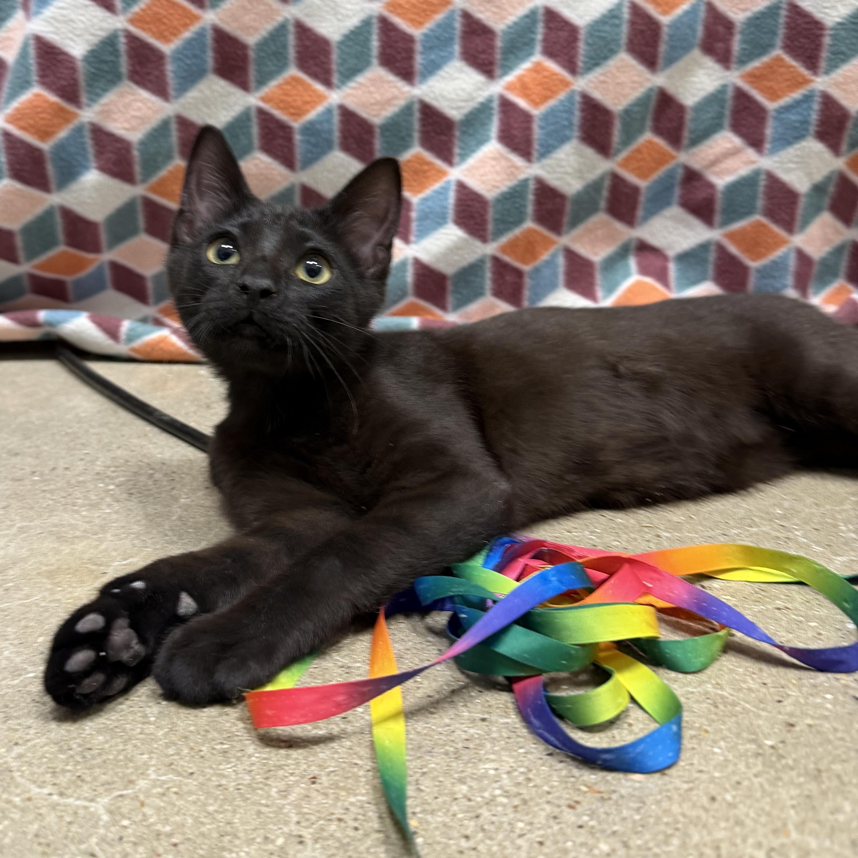 Enlarge Pedro - Riley Fuzzel Petsmart , an adopted Domestic Short Hair in Spring, TX image 2/3