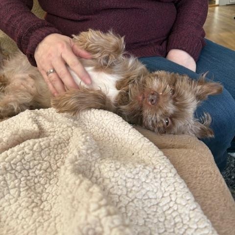 Enlarge Coco, a ADOPTABLE mixed breed in Holland, MI image 3/4