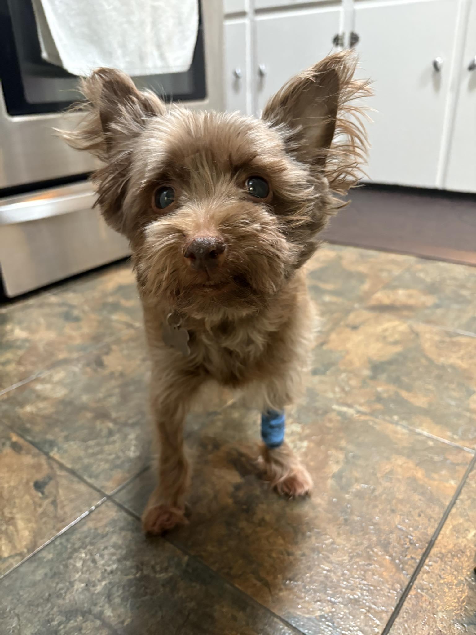 Enlarge Coco, a ADOPTABLE mixed breed in Holland, MI image 4/4