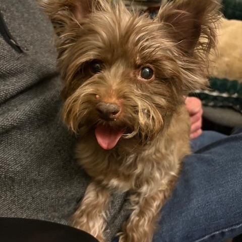 Coco, ADOPTABLE, Senior Female Yorkshire Terrier.