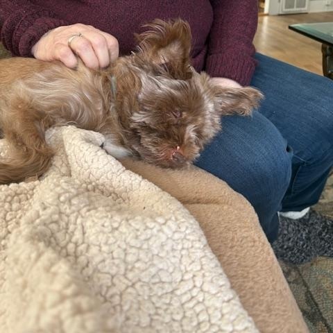 Enlarge Coco, a ADOPTABLE mixed breed in Holland, MI image 2/4