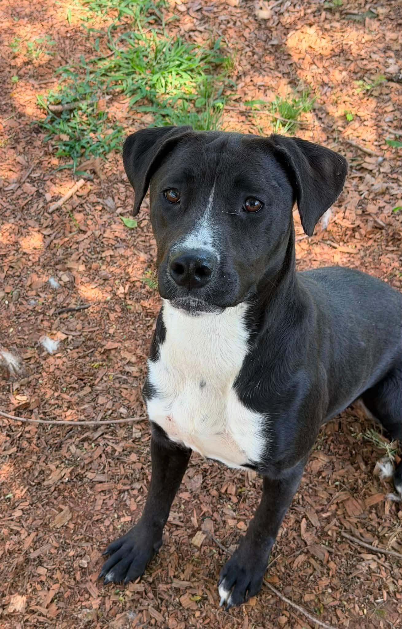 Enlarge Pancake, a Adoptable mixed breed in Powder Springs, GA image 2/2