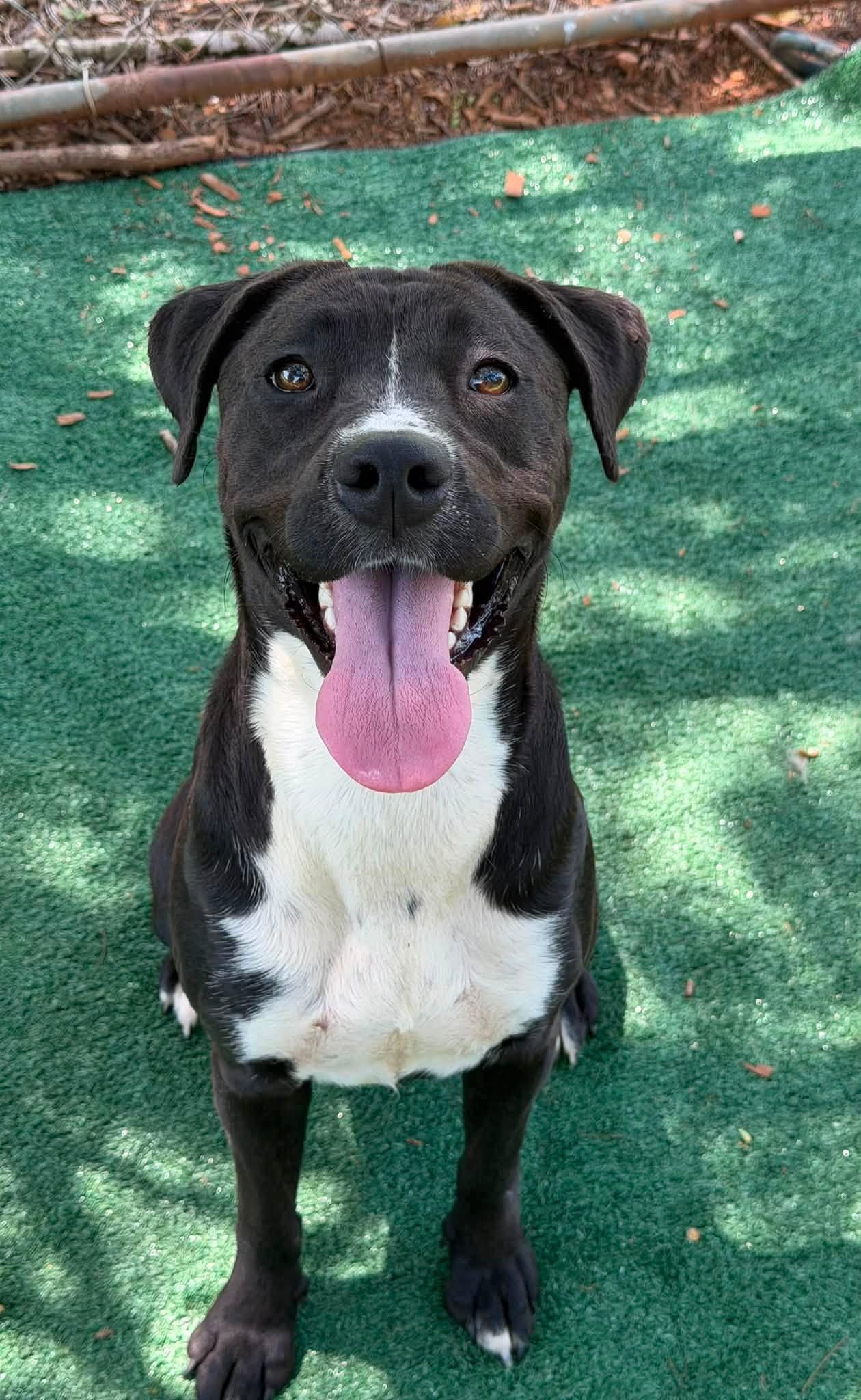 Enlarge Pancake, a Adoptable mixed breed in Powder Springs, GA image 1/2