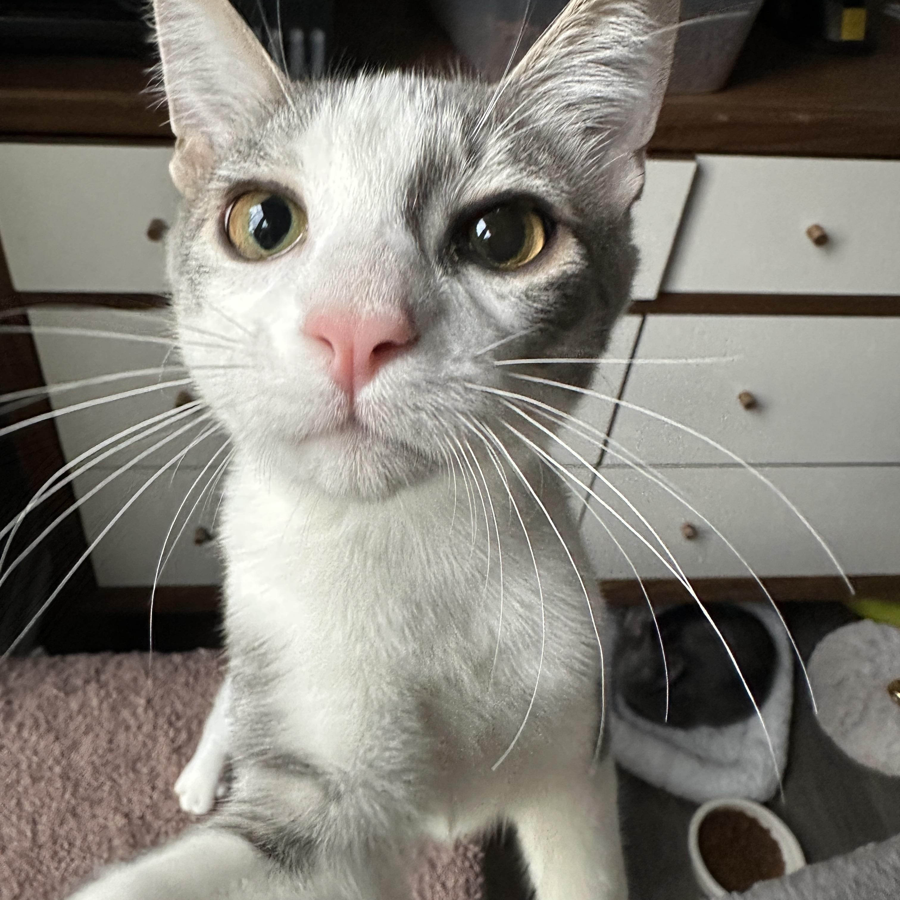 Marty McFly, adoptable, Kitten Male Domestic Short Hair.