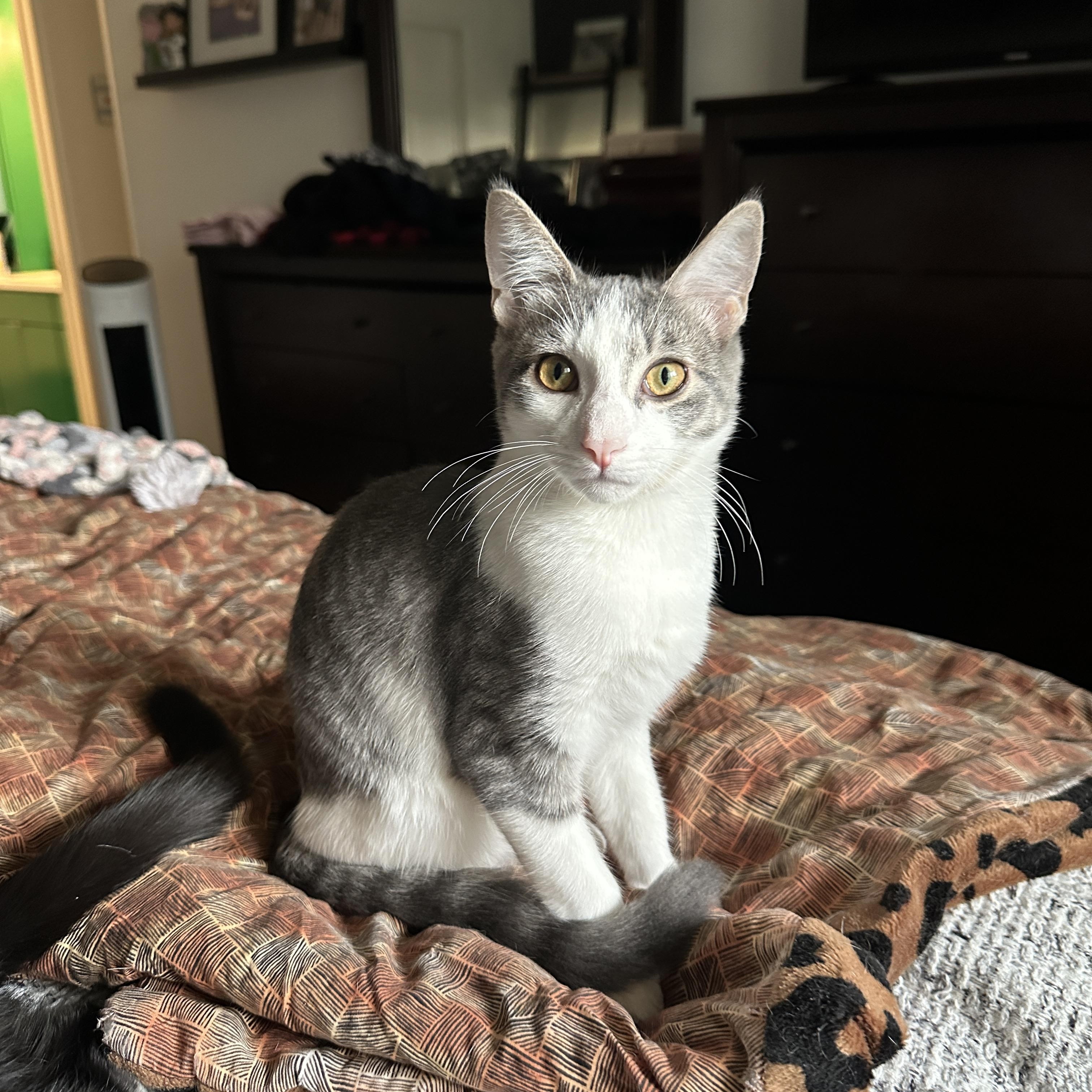 Enlarge Marty McFly, an adoptable Domestic Short Hair in South Lyon, MI image 3/5