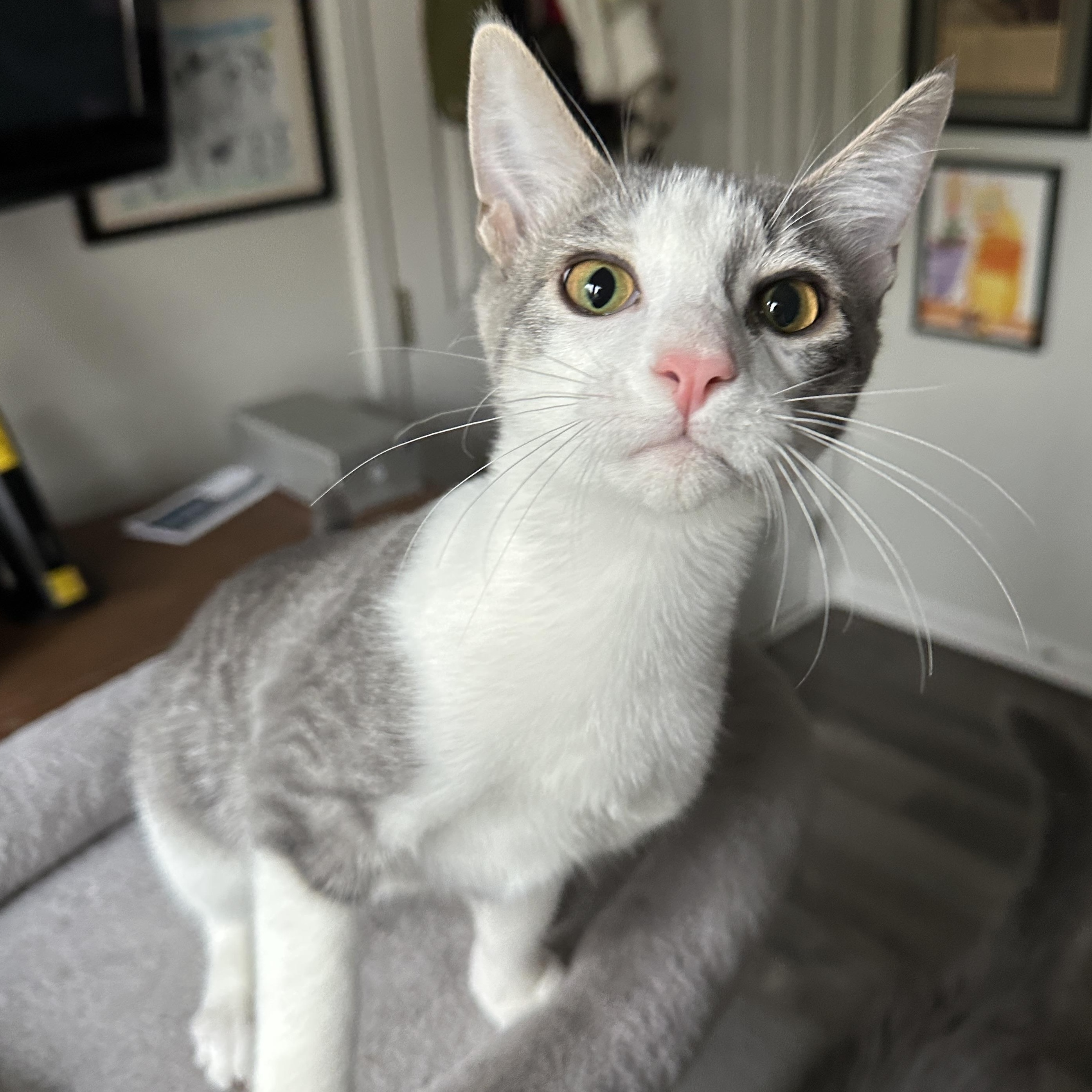 Enlarge Marty McFly, an adoptable Domestic Short Hair in South Lyon, MI image 2/5