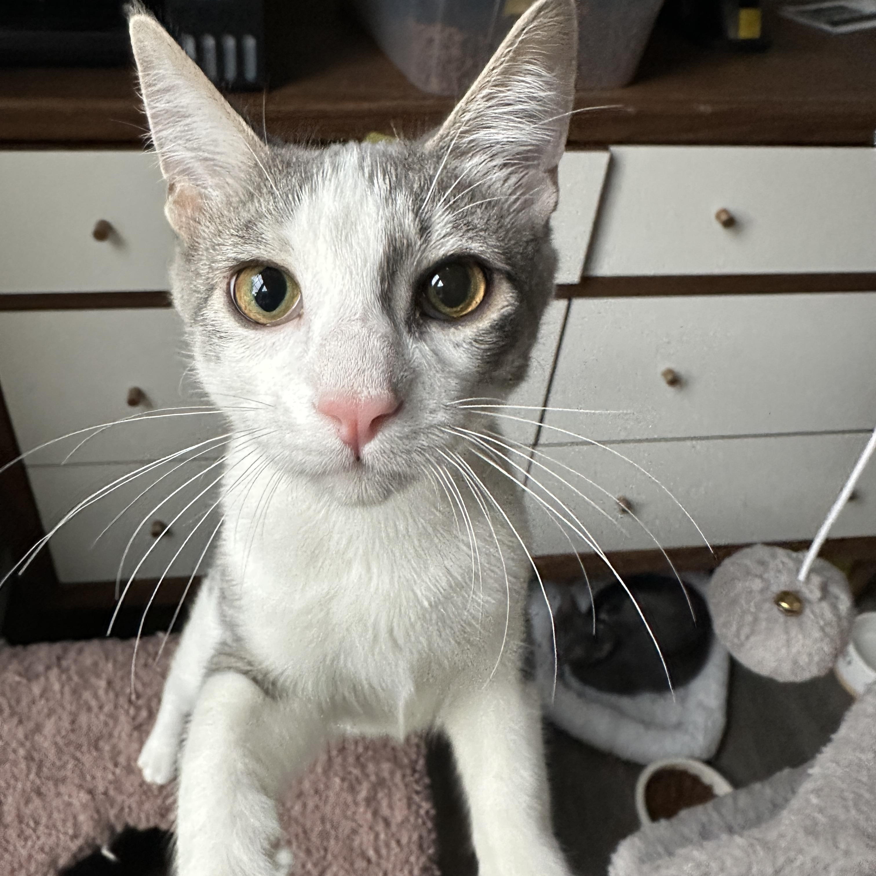 Enlarge Marty McFly, an adoptable Domestic Short Hair in South Lyon, MI image 4/5