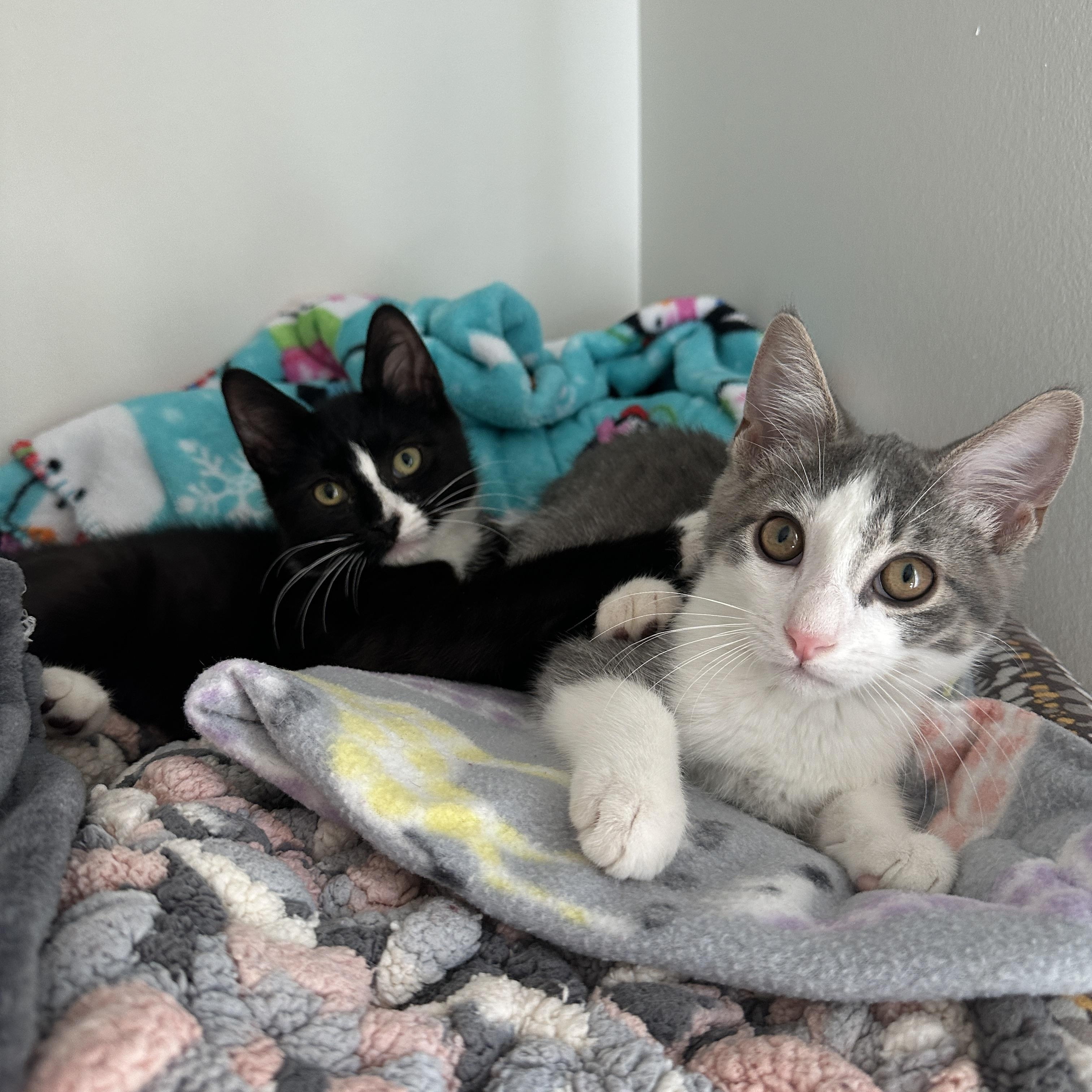 Enlarge Marty McFly, an adoptable Domestic Short Hair in South Lyon, MI image 5/5