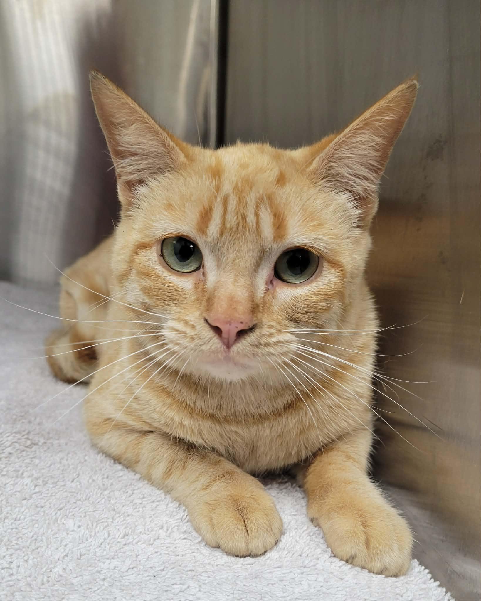 Enlarge Caramel, an adopted Domestic Short Hair in LaPlace, LA image 1/5